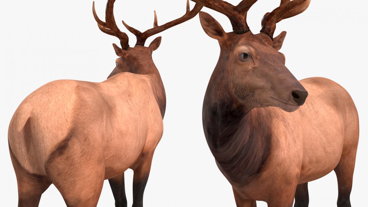 Elk Standing Pose 3D