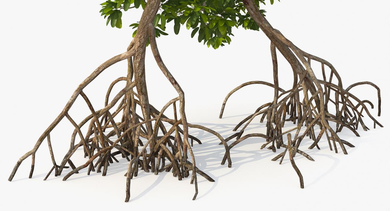 Mangrove Trees 3D model