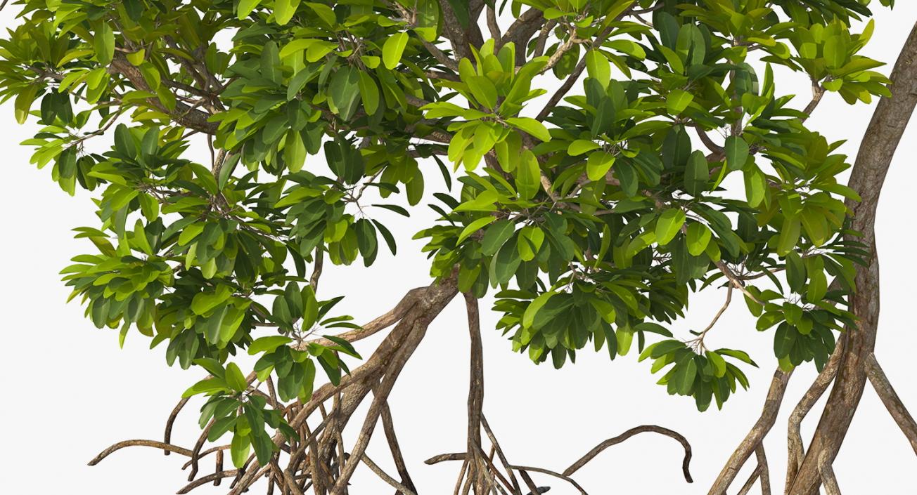 Mangrove Trees 3D model