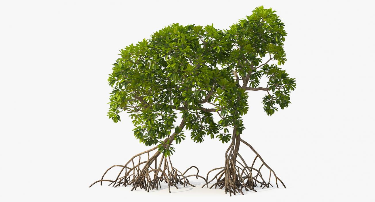Mangrove Trees 3D model