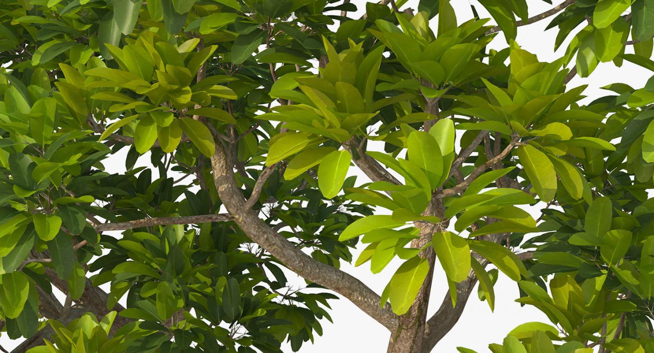 Mangrove Trees 3D model