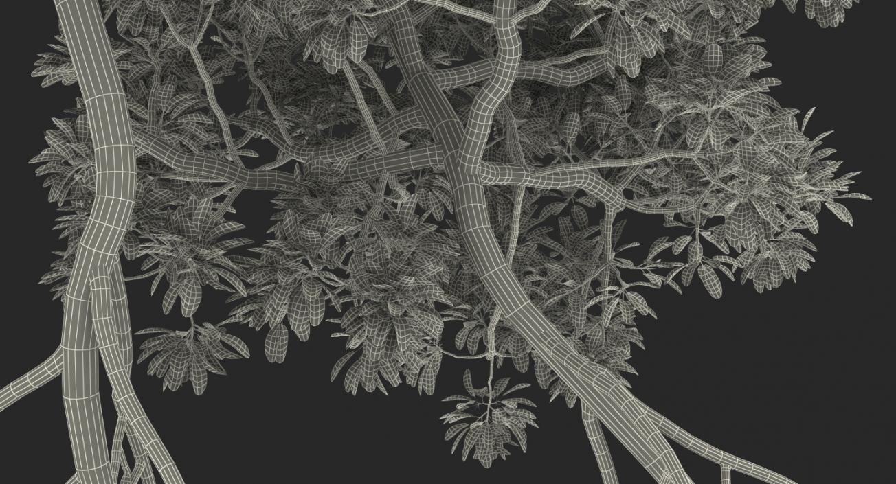 Mangrove Trees 3D model