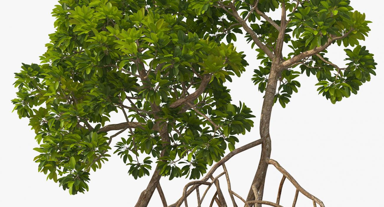 Mangrove Trees 3D model