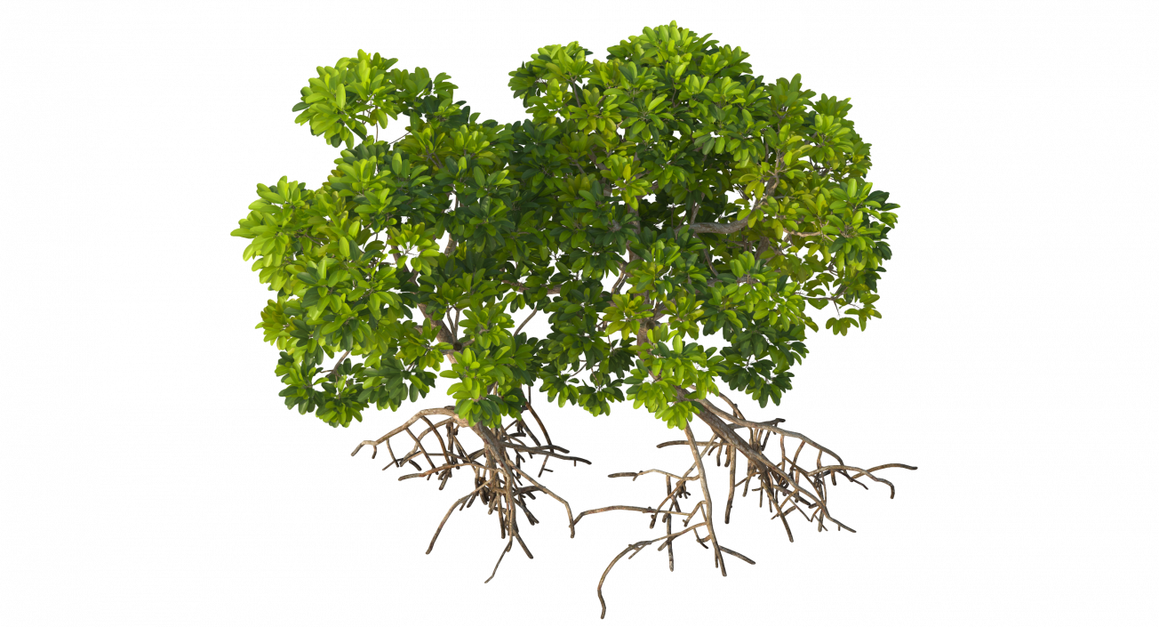 Mangrove Trees 3D model