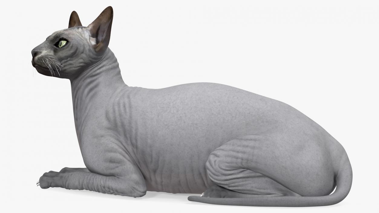 Sphynx Cat Black Lying Pose 3D