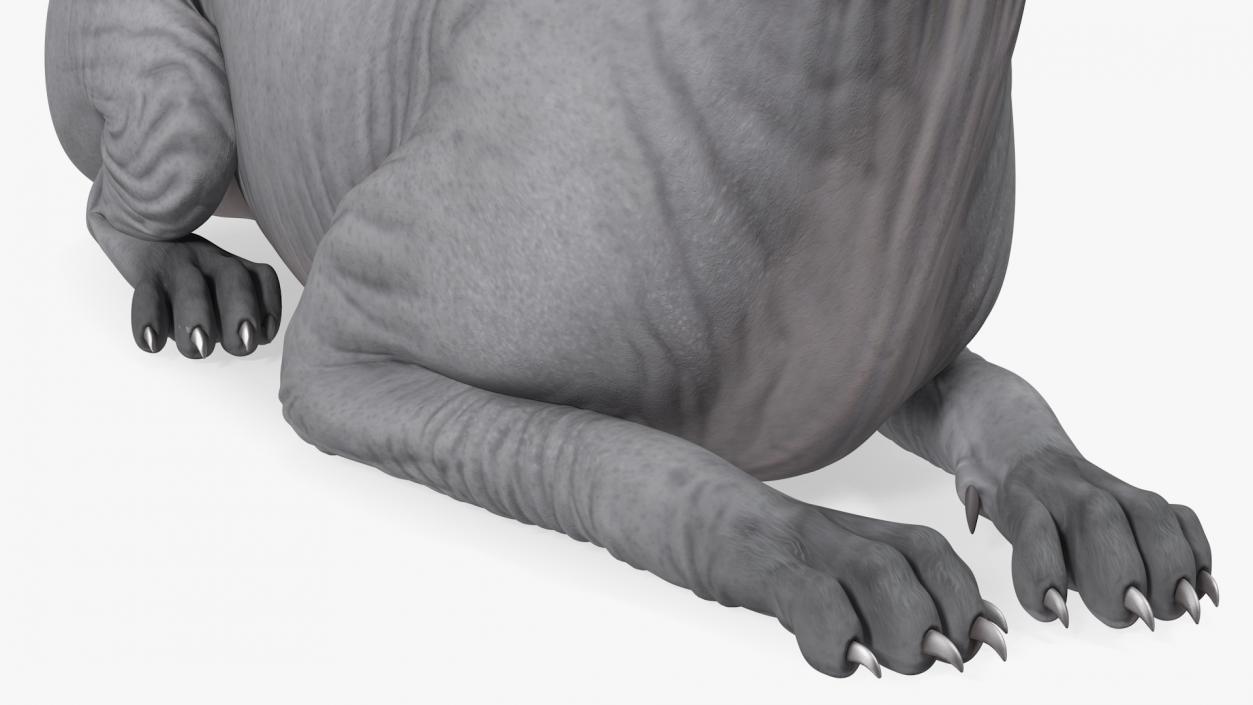 Sphynx Cat Black Lying Pose 3D