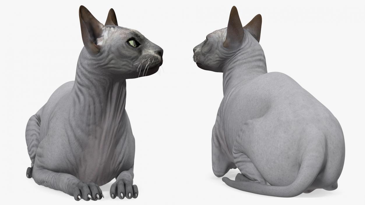 Sphynx Cat Black Lying Pose 3D