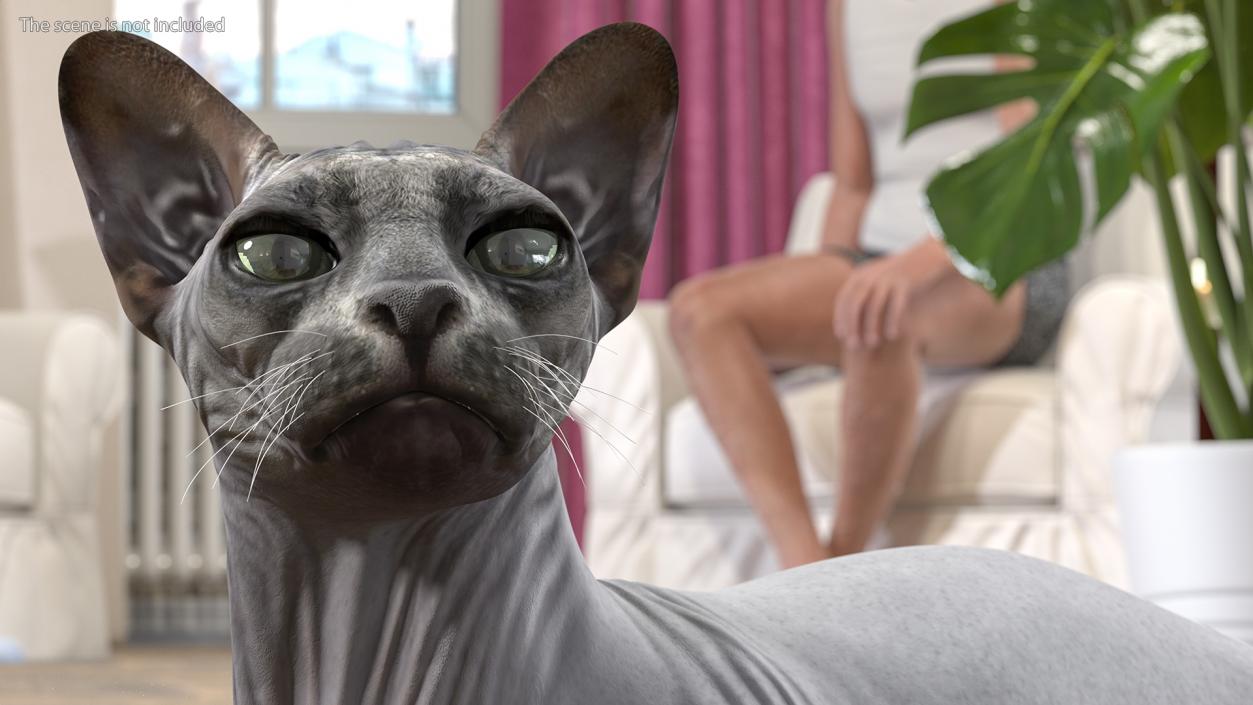 Sphynx Cat Black Lying Pose 3D