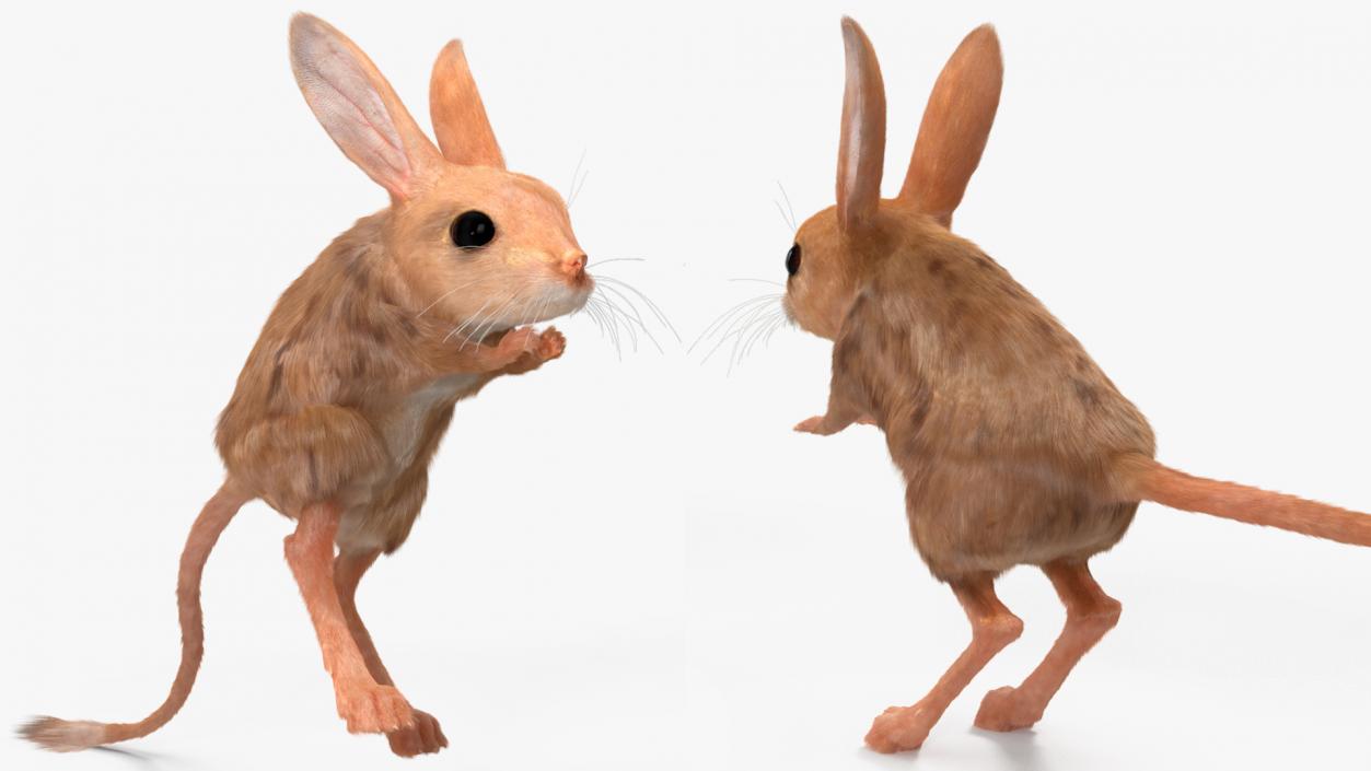 Jerboa Rigged Fur 3D