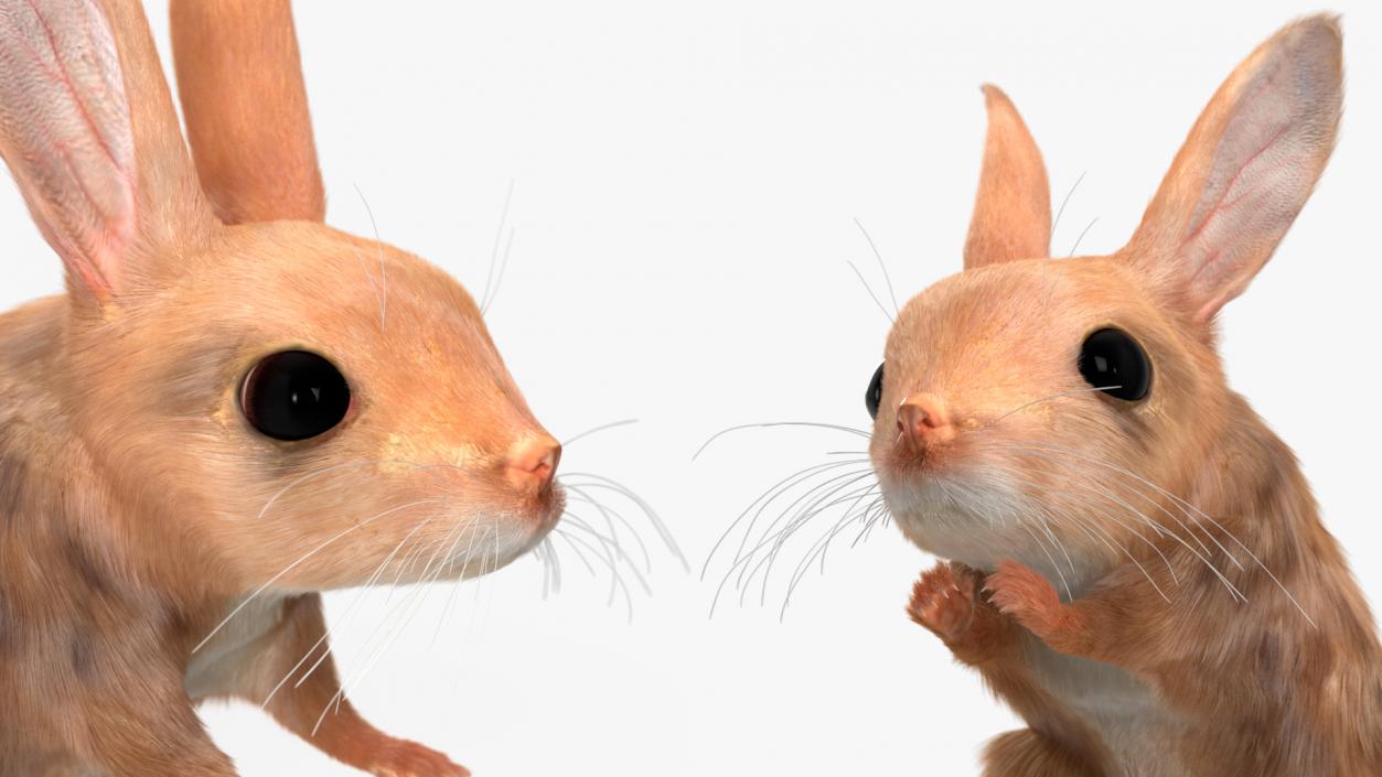 Jerboa Rigged Fur 3D