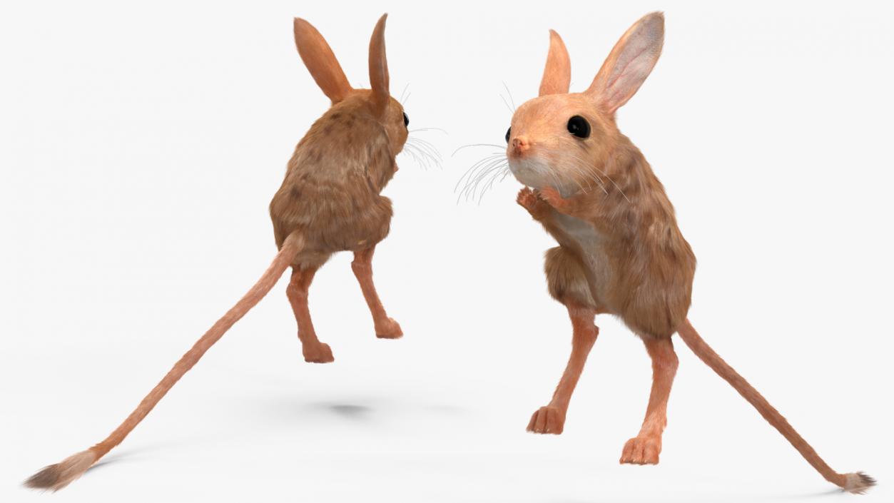 Jerboa Rigged Fur 3D