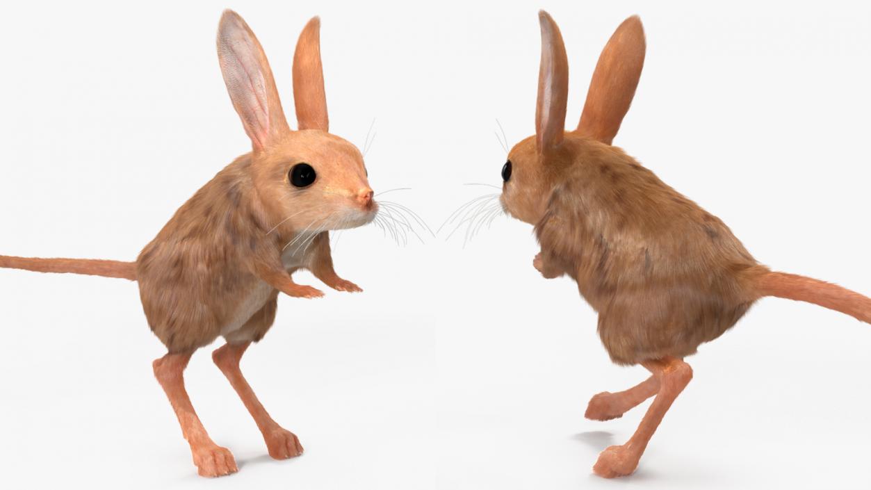 Jerboa Rigged Fur 3D