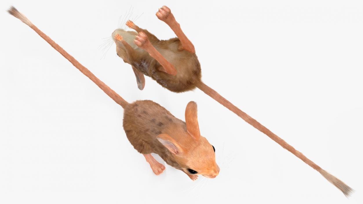 Jerboa Rigged Fur 3D