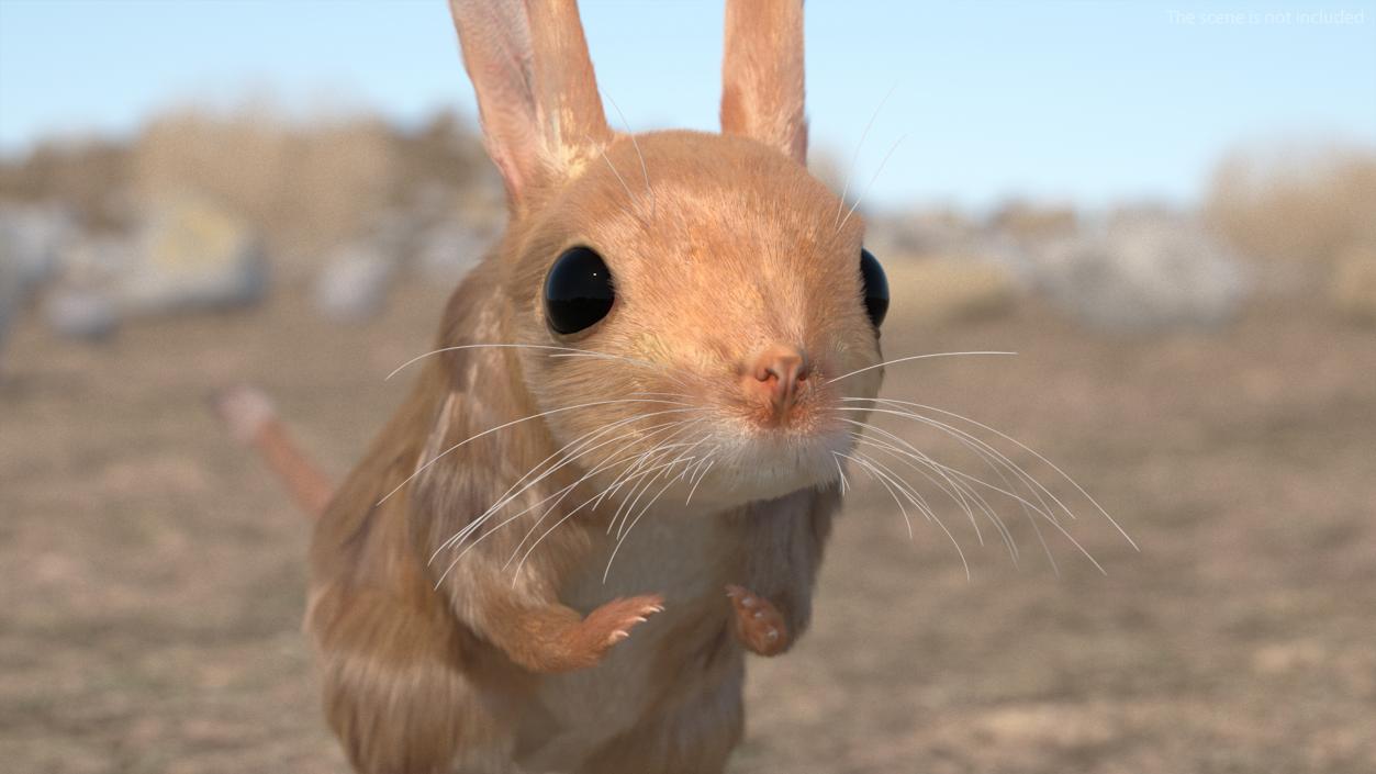 Jerboa Rigged Fur 3D