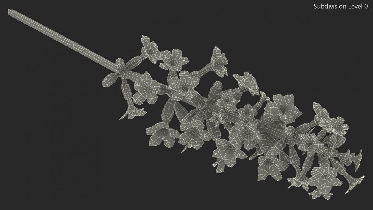 3D model Flower Lavender Stem