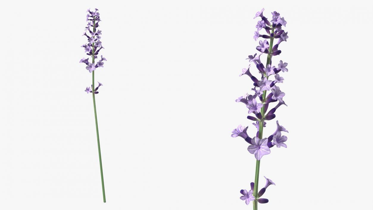 3D model Flower Lavender Stem