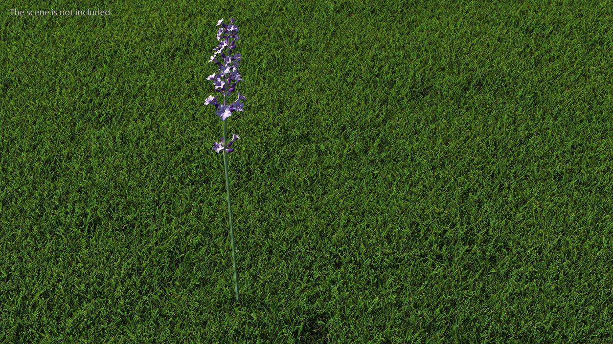 3D model Flower Lavender Stem