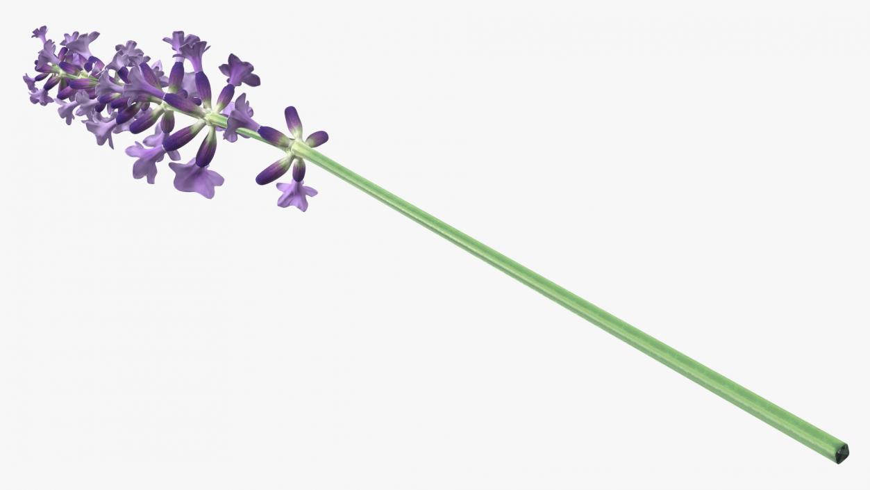 3D model Flower Lavender Stem