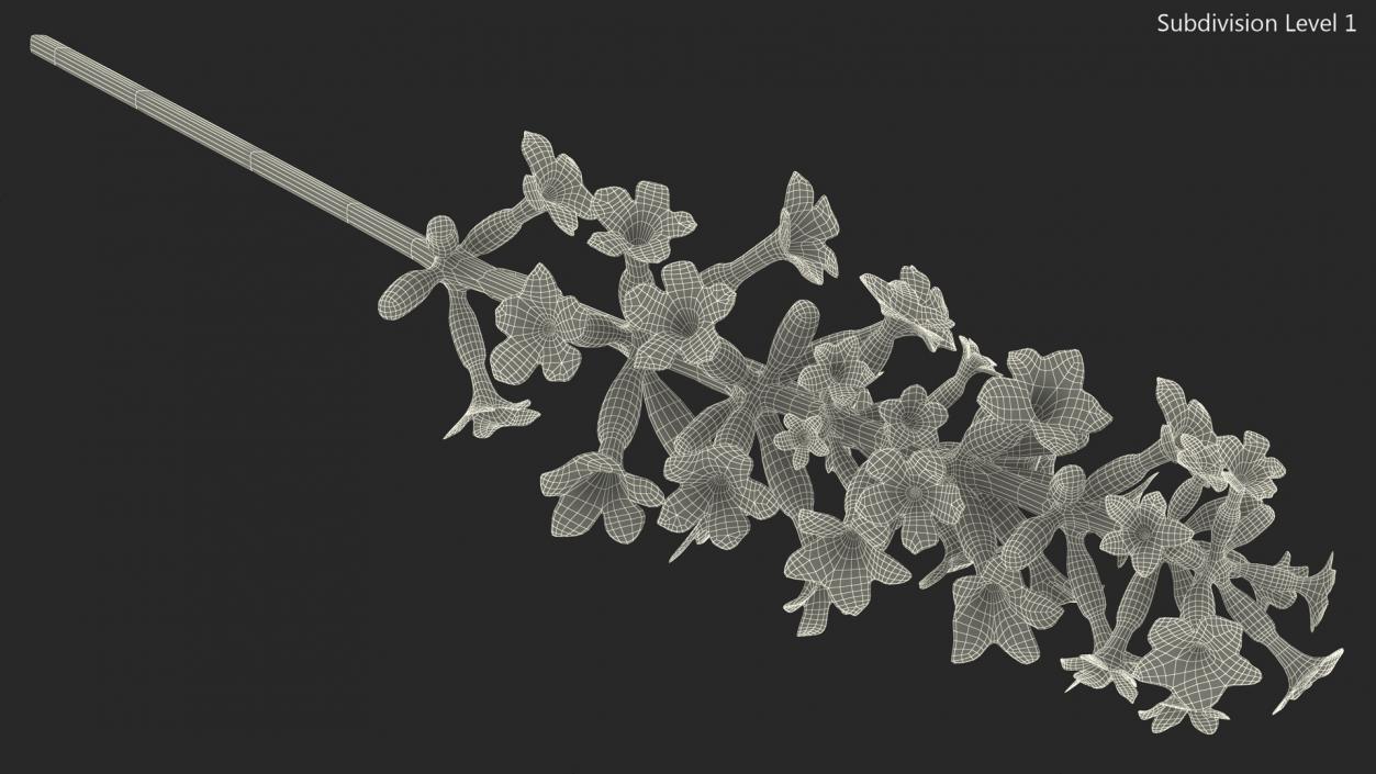 3D model Flower Lavender Stem