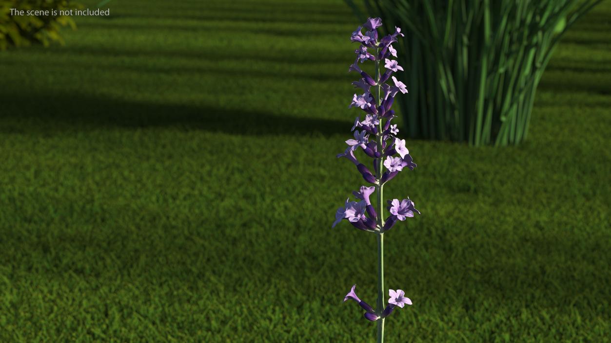 3D model Flower Lavender Stem