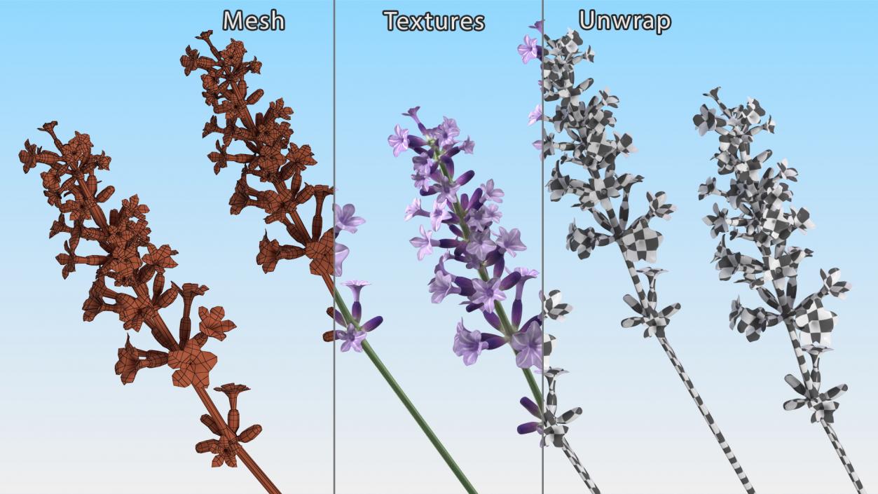 3D model Flower Lavender Stem