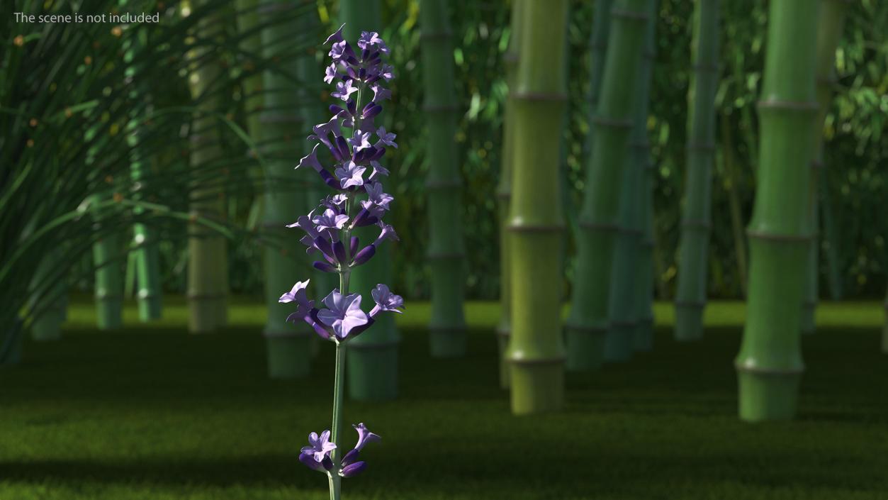 3D model Flower Lavender Stem