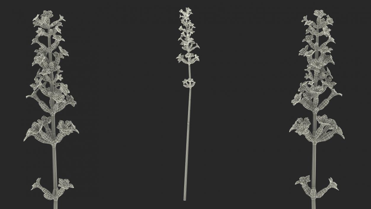 3D model Flower Lavender Stem