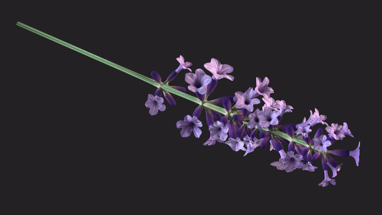 3D model Flower Lavender Stem