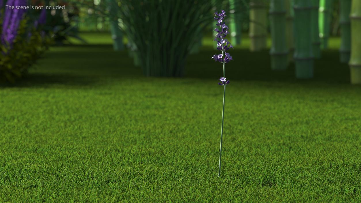 3D model Flower Lavender Stem