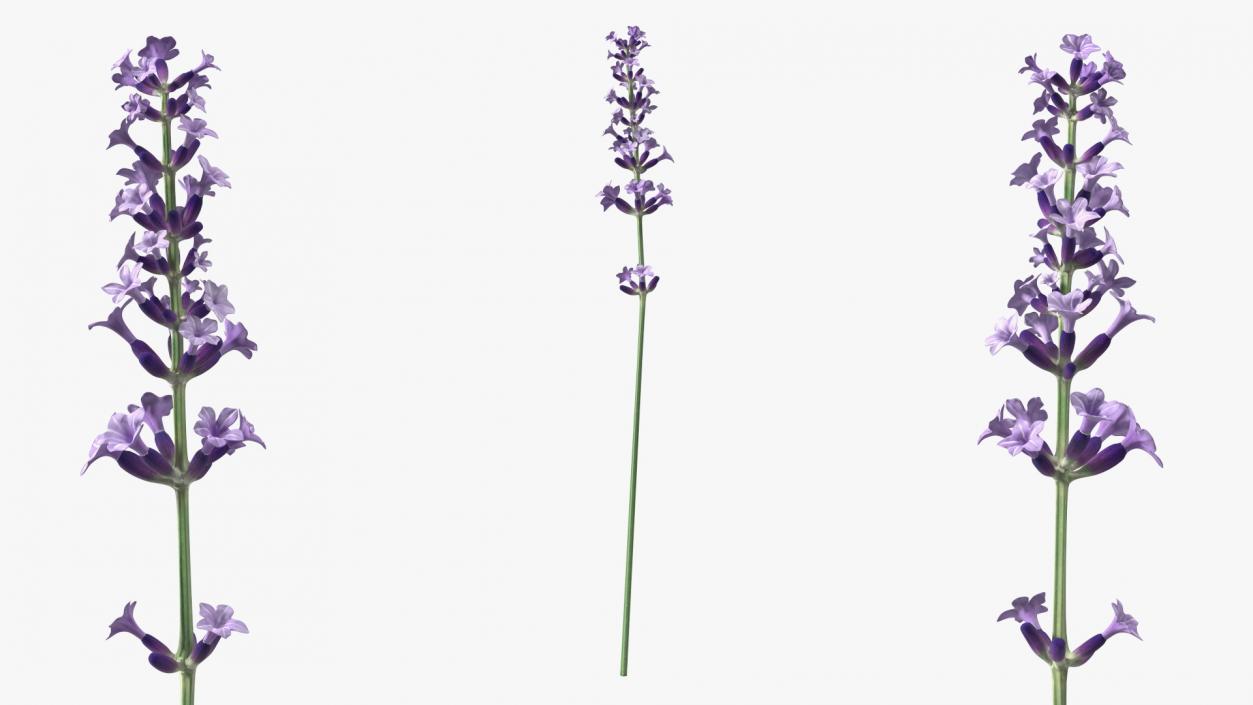 3D model Flower Lavender Stem