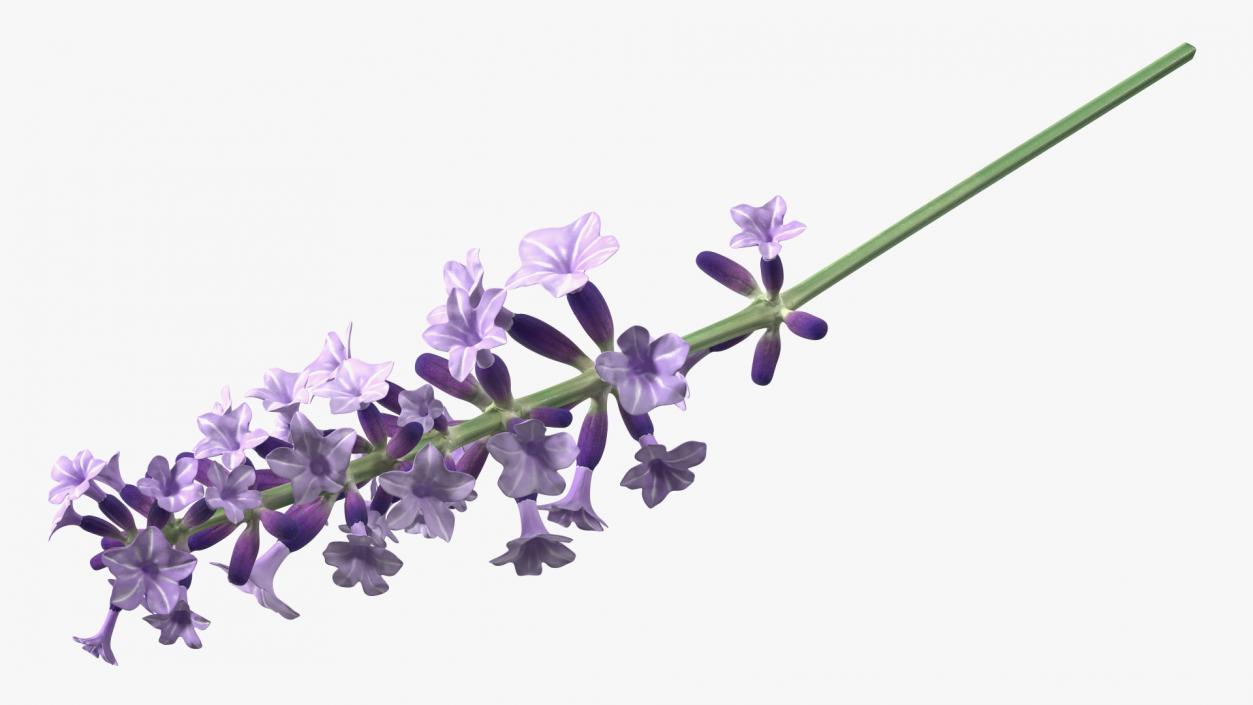 3D model Flower Lavender Stem