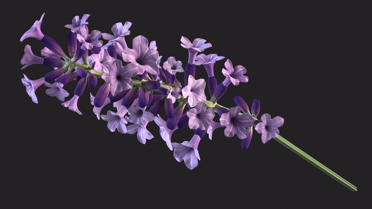 3D model Flower Lavender Stem