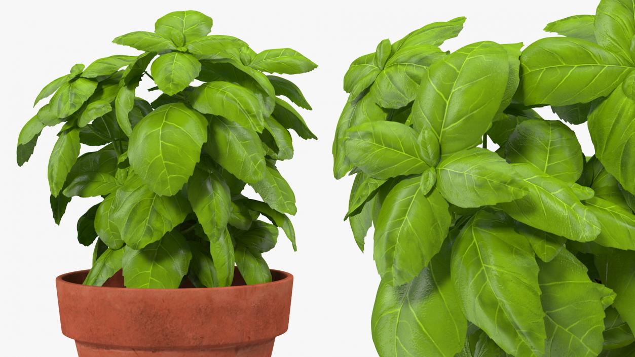 3D model Fresh Basil Herb in a Pot