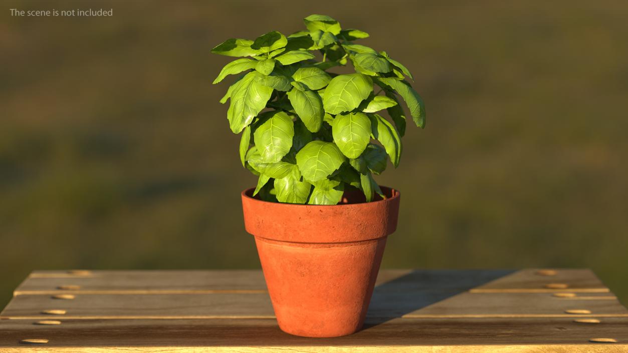 3D model Fresh Basil Herb in a Pot