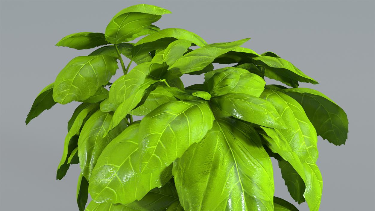 3D model Fresh Basil Herb in a Pot