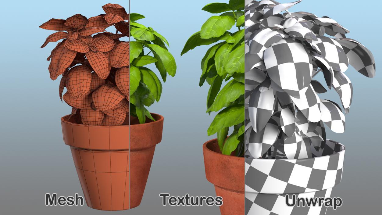 3D model Fresh Basil Herb in a Pot