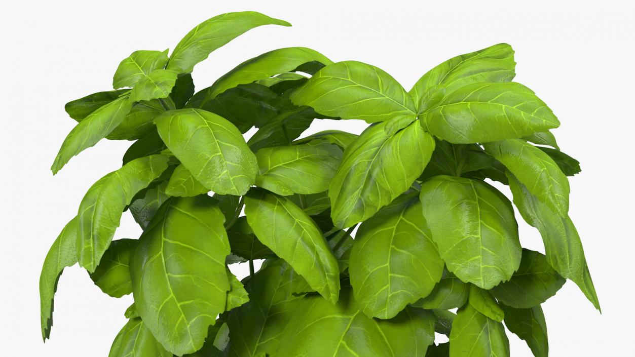 3D model Fresh Basil Herb in a Pot