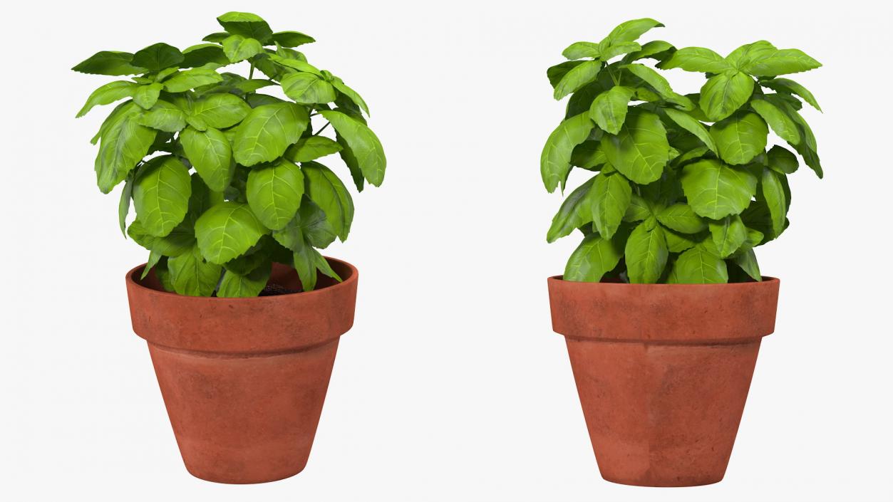 3D model Fresh Basil Herb in a Pot