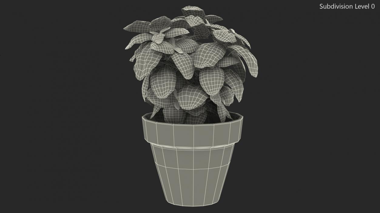 3D model Fresh Basil Herb in a Pot