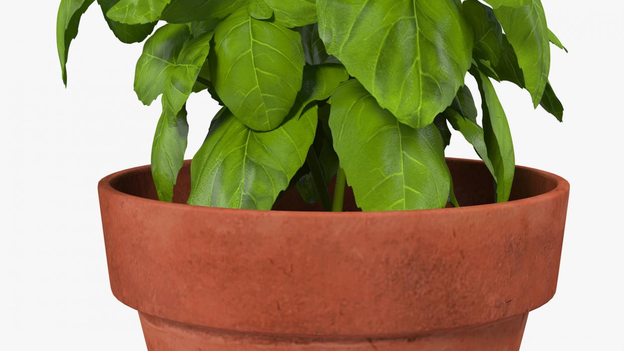 3D model Fresh Basil Herb in a Pot