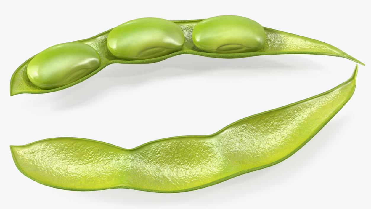 Green Soybean Pod Open 3D