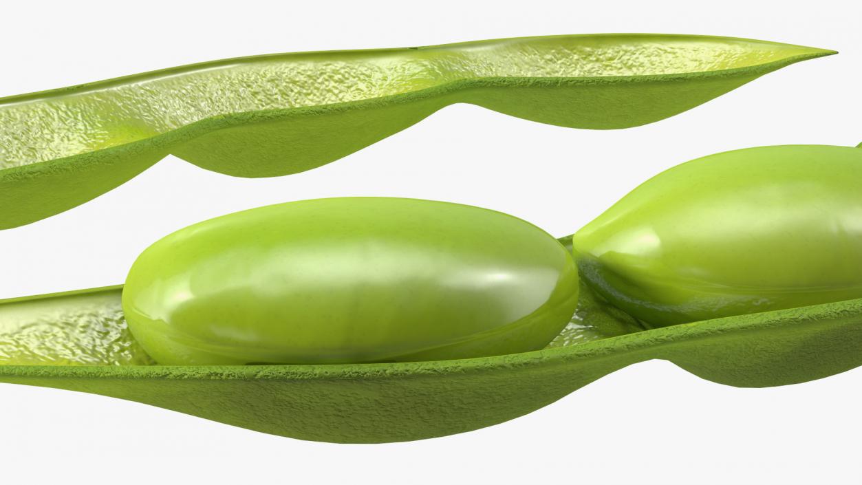 Green Soybean Pod Open 3D