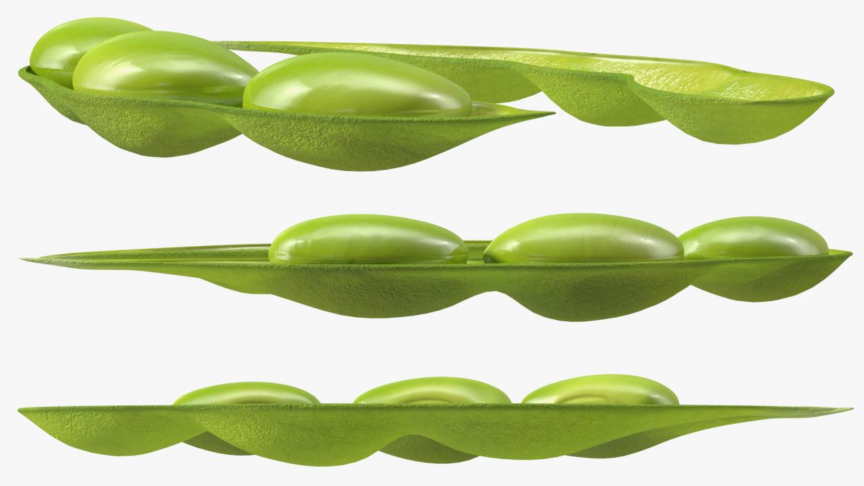 Green Soybean Pod Open 3D