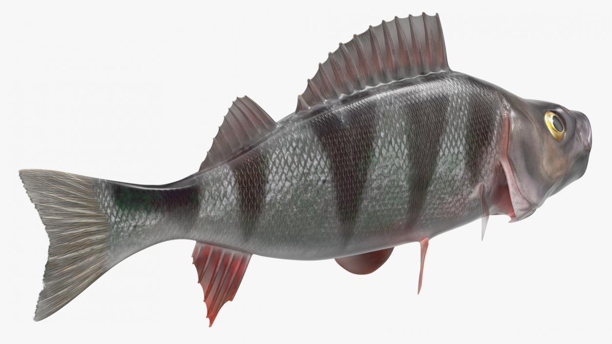 Perca Fluviatilis Rigged 3D model