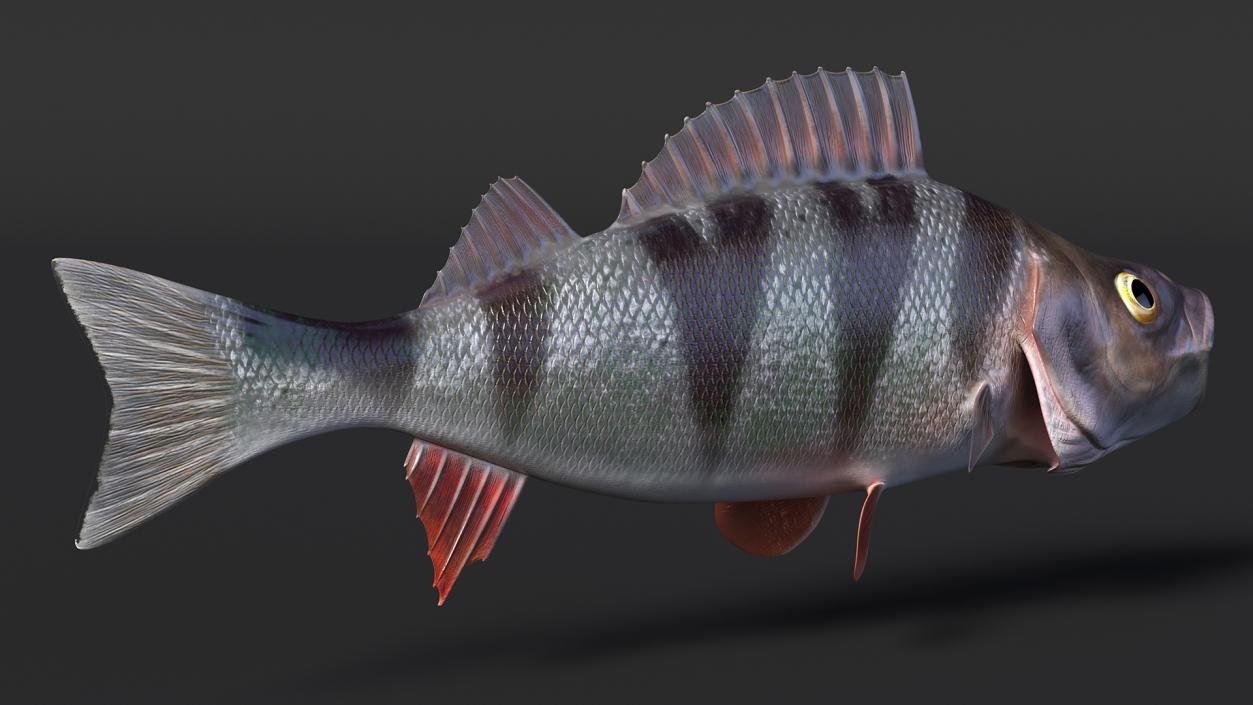 Perca Fluviatilis Rigged 3D model