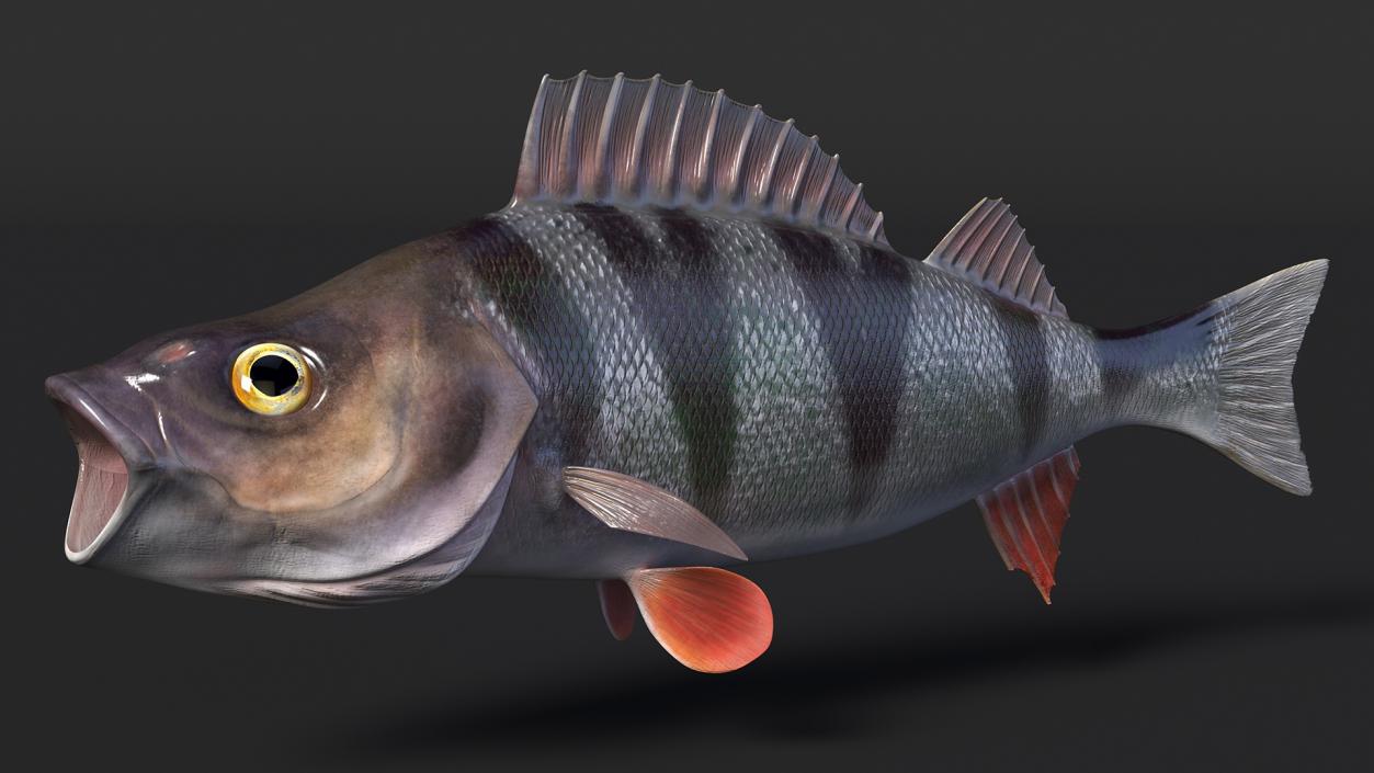 Perca Fluviatilis Rigged 3D model