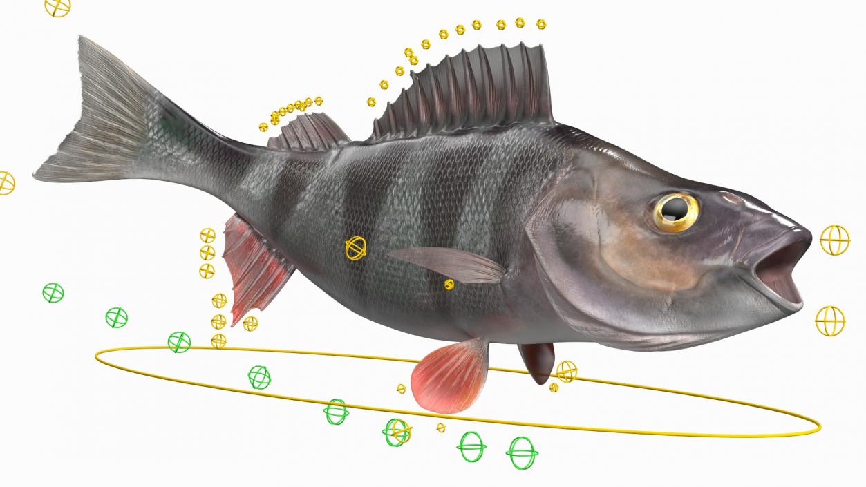 Perca Fluviatilis Rigged 3D model