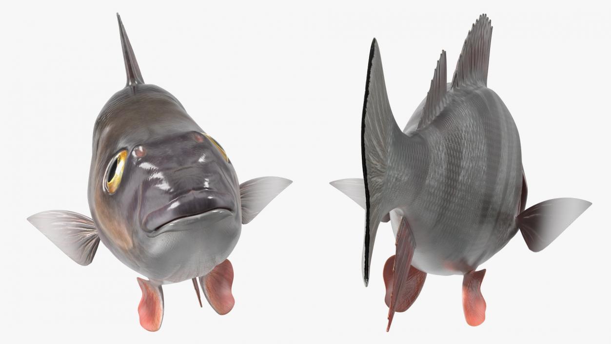 Perca Fluviatilis Rigged 3D model