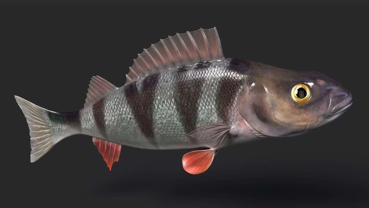 Perca Fluviatilis Rigged 3D model