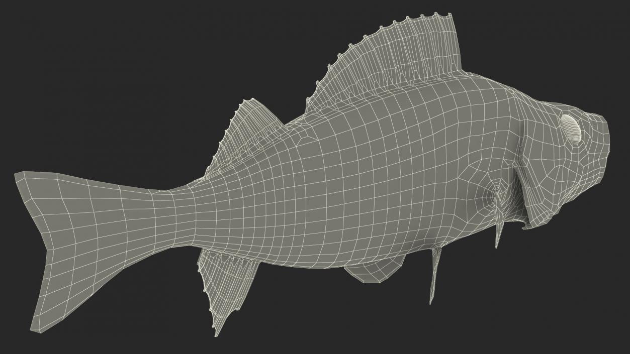 Perca Fluviatilis Rigged 3D model